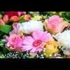 lilyflower480
